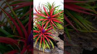 Tillandsia Air Plant You Need in Your Home shorts tillandsia beautifulflowers PlantsWorld [upl. by Glynas186]