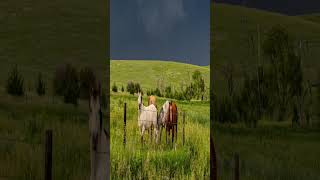 Storm Chasing GIDDY UP amp GO stormchasing supercell stormmoments [upl. by Meldoh879]