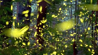 Watch Elkmont synchronous fireflies light up the Smokies [upl. by Nnainot596]