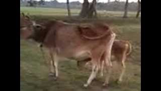 Cow tipping video [upl. by Albright191]