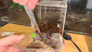 Rehoming A Funnel Web Spider [upl. by Bainbridge975]