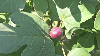 Fig Tree Netting Methods Hollier amp Feliciano Bianco Main Crop Anomalies [upl. by Ardnasal]