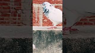 Thoda sbr rakh mari jaan 😈kabutar pigeon gabber basanti kalsira shorts [upl. by Roselyn]