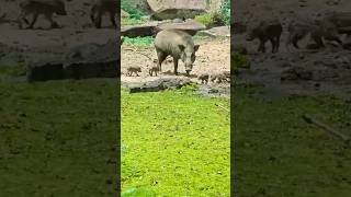 Wild Boars Masters of Defense in the Animal Kingdom shorts short [upl. by Modern]