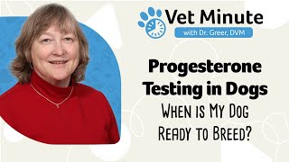 Vet Minute Progesterone Testing in Dogs [upl. by Brantley192]