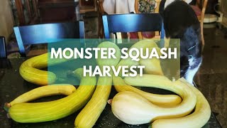 Harvesting HUGE Tromboncino squash Zucchino Rampicante [upl. by Seow]