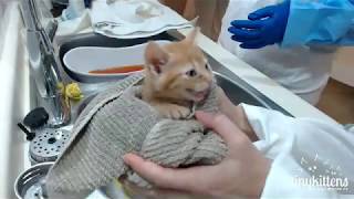 Ferocious feral kittens get their first bath TinyKittenscom [upl. by Nnylyaj203]