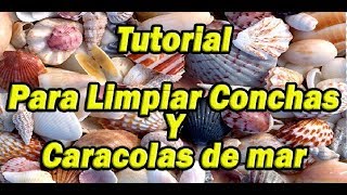 Tutorial Para Limpiar Conchas Y Caracolas Marinas [upl. by Flori]