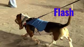 2024 Basset Hound Races Final [upl. by Zerelda575]