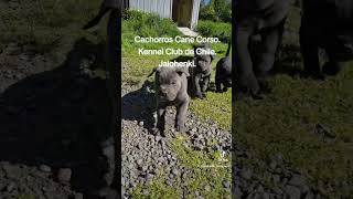 Cachorros Cane Corso Kennel Club de Chile losmejorescanecorso perros cachorroscanecorso [upl. by Anire210]