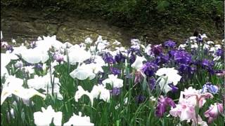 Japanese Iris Field at Meigetsuin Temple Kamakura 花菖蒲田 鎌倉 明月院 [upl. by Maclay]