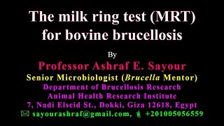 The milk ring test MRT for bovine brucellosis [upl. by Dickerson726]