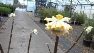 Edgeworthia chrysantha Grandiflora [upl. by Odysseus]