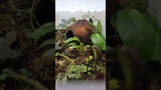 juvenile phyllobates vittatus in the grow out bin🤙 [upl. by Maloney]