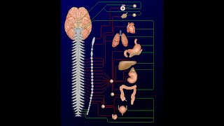 Systéme nerveux autonome 2 [upl. by Siladnerb432]