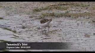 Temmincks Stint [upl. by Htebzil]