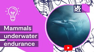 Adaption of diving mammals  Mammals underwater endurance [upl. by Adnahs]