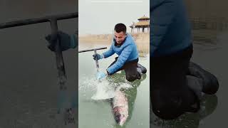 fishing icefish fish carpfishing fisherman [upl. by Olnay138]