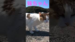 鳴きまくり妹ちゃん💕shorts 野良猫 お喋り猫 猫集会 猫ハウス [upl. by Esta]