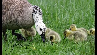 Leucistic Canada Goose Hatchlings 2019 [upl. by Aihsemaj824]