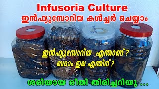 How to Culture Infusoria Malayalam  Infusoria Culture  Betta Fish  Aqua Tales  Das Intermedia [upl. by Bokaj236]