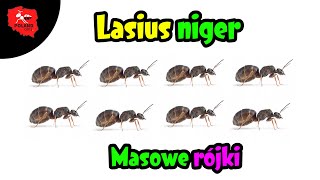 Mrówki Lasius niger  masowe rójki [upl. by Alleusnoc993]