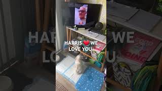 puppy Harris hearing our voices 😍 [upl. by Freya]