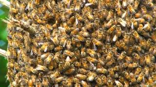 Honey Bee Swarm Behavior Up Close and Personal What does a Honeybee Swarm Look lIke [upl. by Ilera]