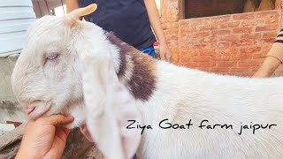 hyderabadi sojat cross breed ziya Goat farm jaipur goat goatfarming gujrigoat [upl. by Valerye419]