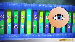 Krebs Mutationen in der DNA führen zu Krebszellenwachstum [upl. by Daune369]