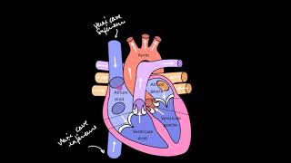 Le cœur et le système circulatoire [upl. by Amaryl871]