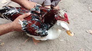 Rooster and duck mating Chicken and duck breeding [upl. by Garlan878]