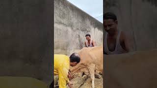 intravenous injection in jugular vein in a Jersey cow by Mathur Mondal [upl. by Nellahs]