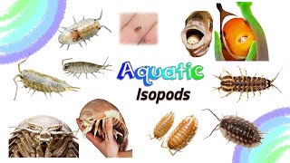 Aquatic Isopods  Isopod Species that live in Water  Leo amp Lia Kids TV [upl. by Edmead]