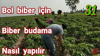 Biber budama işlemi nasıl yapılır biber ekimi bakımı ve biber yetiştiriciliği mersin Tarsus baharlı [upl. by Worrell]