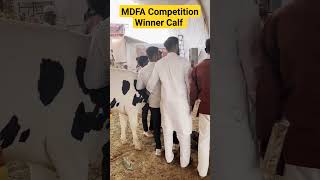 Maharashtra Breed And Beauty Competition mdfa hfcow dairyfarm shorts viral [upl. by Oiracam]