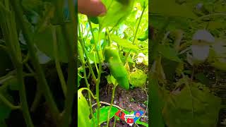 Pimenta Doce Comprida plantas [upl. by Sllew]