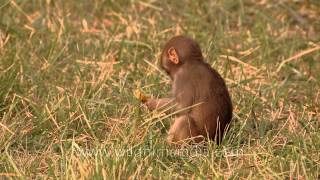 Rhesus macaques grooming and bonding with each other [upl. by Neehs513]