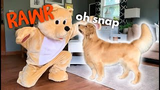 Pranking My Dog With Bear Costume [upl. by Naasar503]