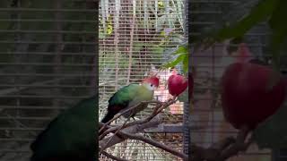 RedCrested Turaco [upl. by Berl450]