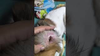 Dog has ear infection Ear wax Itching [upl. by Laurel]