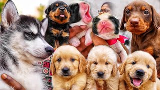 4 Best Pets Kennels in Chennai  உங்க வீட்டை கலகலப்பாக்க காத்திருக்கு [upl. by Burnside]