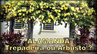 ALAMANDA TREPADEIRA ou ARBUSTIVA [upl. by Asiluy]