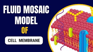 Fluid Mosaic model of Plasma Membrane  Components and Functions [upl. by Derayne]