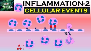 INFLAMMATION Part 2 Cellular Events Leukocyte Recruitment [upl. by Aldrich]