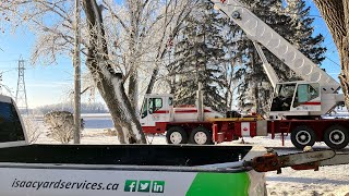 “Isaac Yard Services” team of ISA Certified Arborists remove Cottonwood tree with Portage Crane Ltd [upl. by Reede213]