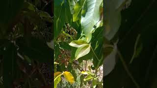 White sapote 2 year in groundsmathersortegalemon goldchrist and blue mental [upl. by Assirec]