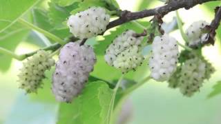 White Mulberry Fruit Health Benefits [upl. by Attaymik]