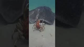 A spider crab that protects its weaker coworkers shorts adorable crab nature [upl. by Nadaha]