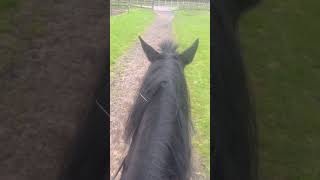 Rode the biggest horse in my yard matrix Around 17hh horse edit fyp trending viral tiktok [upl. by Malory424]